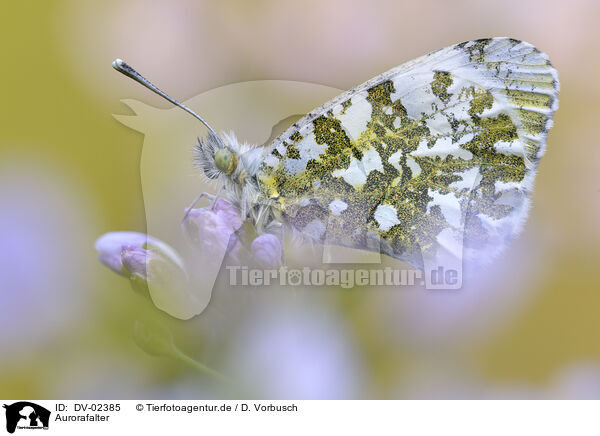 Aurorafalter / orange tip / DV-02385