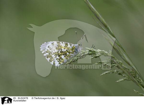 Aurorafalter / orange tip / SI-02476