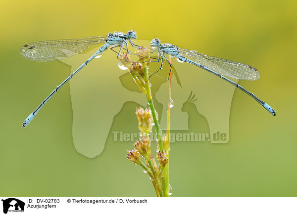 Azurjungfern / Eurasian Bluets / DV-02783