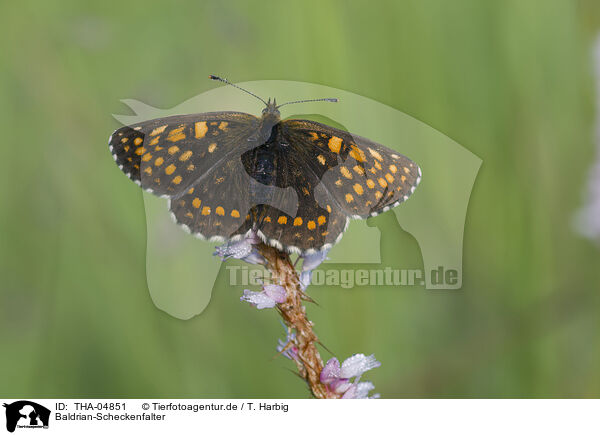 Baldrian-Scheckenfalter / false heath fritillary / THA-04851