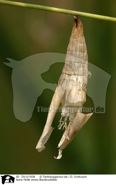 leere Hlle eines Bambusfalter / moth / DV-01508