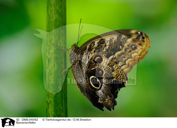Bananenfalter / owl butterfly / DMS-04092