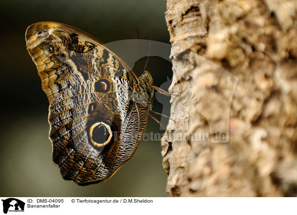 Bananenfalter / owl butterfly / DMS-04095
