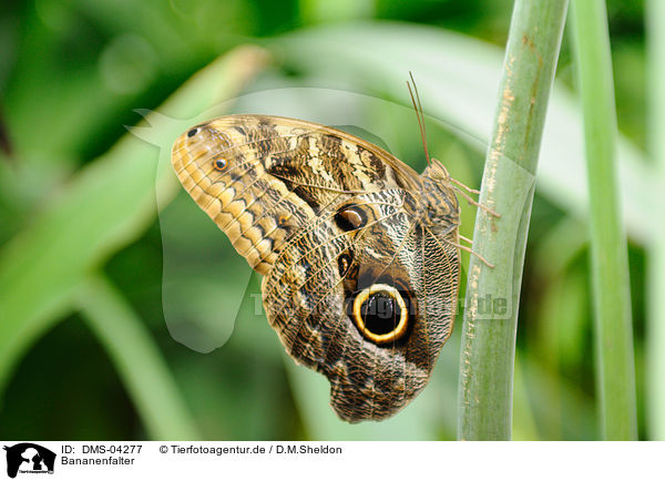 Bananenfalter / owl butterfly / DMS-04277