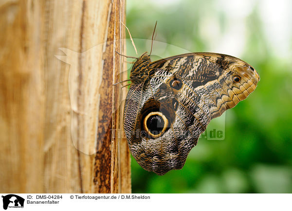 Bananenfalter / owl butterfly / DMS-04284