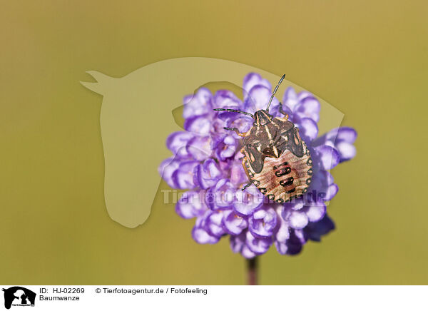 Baumwanze / shield bug / HJ-02269