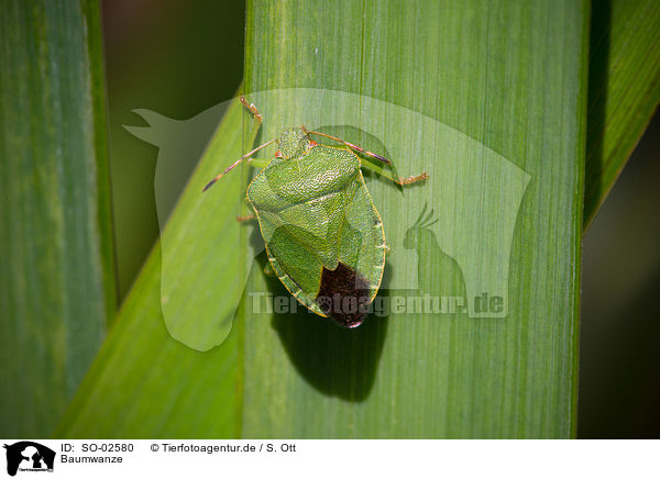 Baumwanze / shield bug / SO-02580