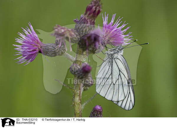 Baumweiling / black-veined white / THA-03210