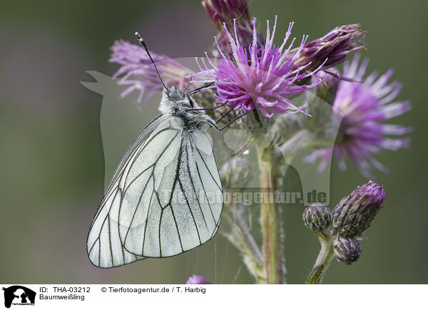 Baumweiling / black-veined white / THA-03212