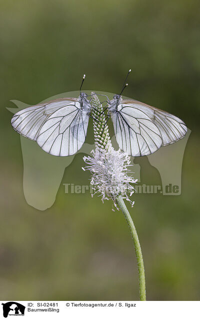 Baumweiling / black-veined white / SI-02481