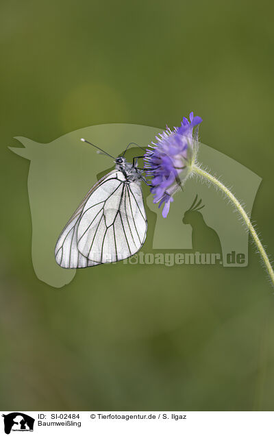 Baumweiling / black-veined white / SI-02484