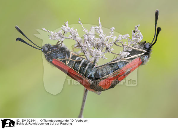 Beilfleck-Rotwidderchen bei der Paarung / pairing moths / DV-02244