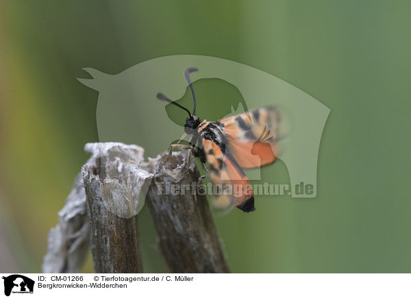 Bergkronwicken-Widderchen / moth / CM-01266