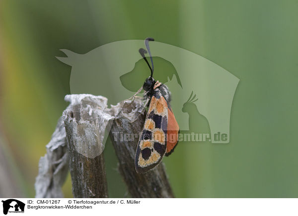 Bergkronwicken-Widderchen / moth / CM-01267