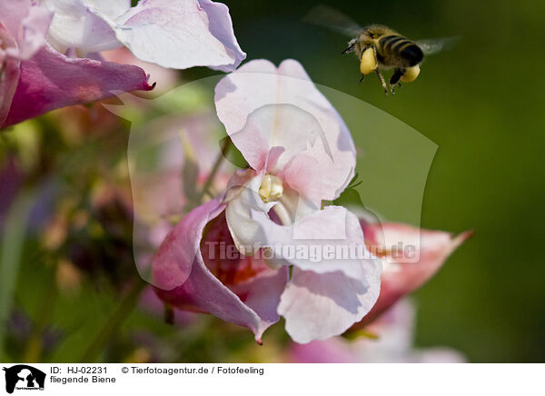 fliegende Biene / flying bee / HJ-02231