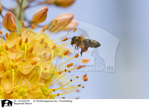 fliegende Biene / flying bee / HJ-02318