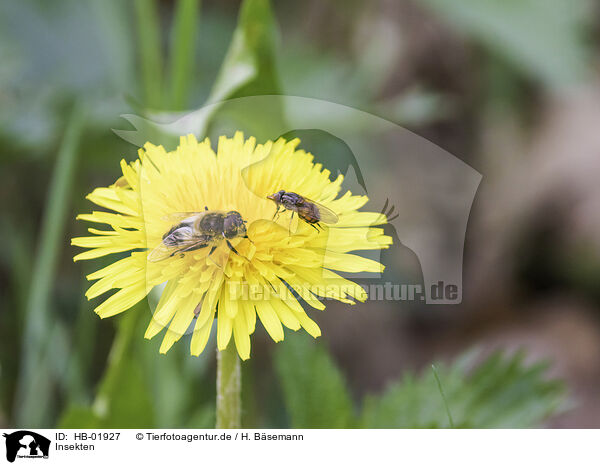 Insekten / insects / HB-01927