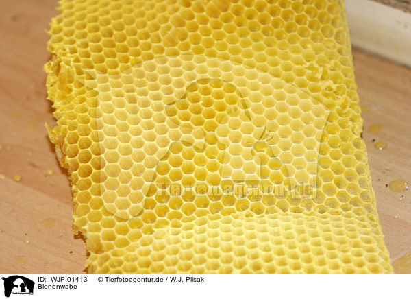 Bienenwabe / honeycomb / WJP-01413