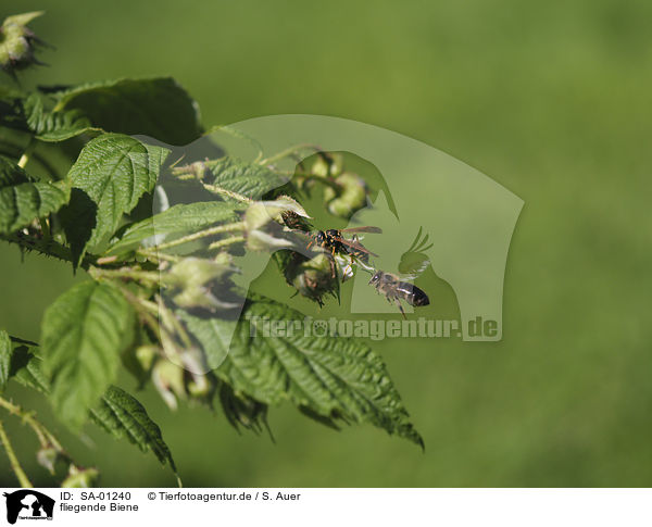 fliegende Biene / flying Bee / SA-01240