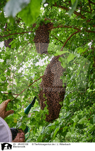 Bienenvolk / colony of bees / JR-05108