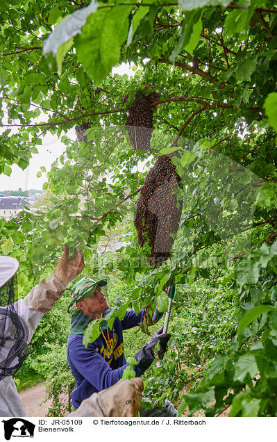 Bienenvolk / colony of bees / JR-05109