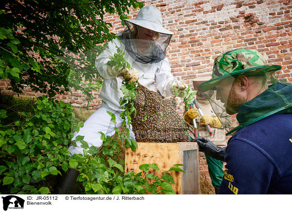 Bienenvolk / colony of bees / JR-05112