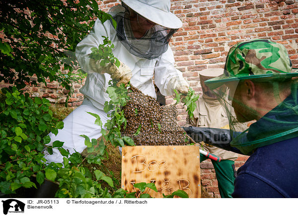 Bienenvolk / colony of bees / JR-05113