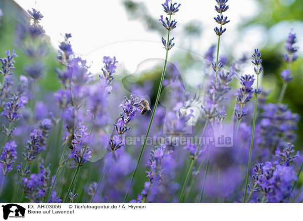 Biene auf Lavendel / Bee on lavender / AH-03056