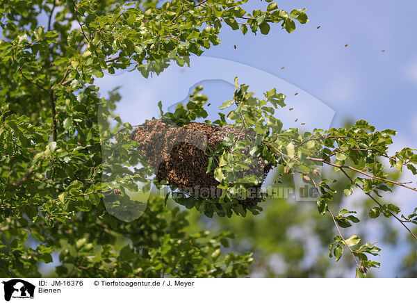 Bienen / JM-16376