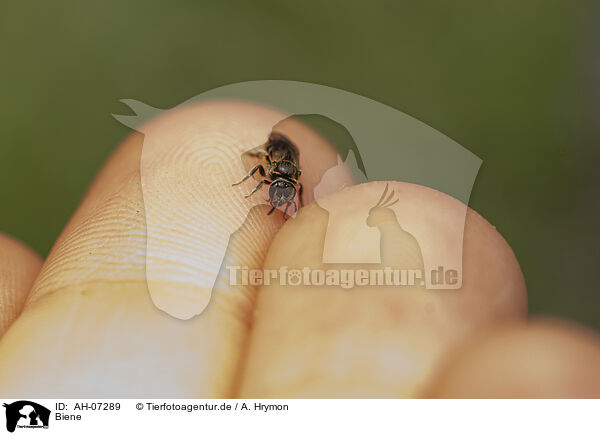Biene / bee / AH-07289