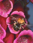 Biene im Fingerhut