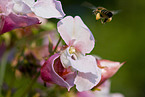 fliegende Biene