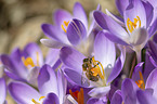 Biene auf Krokus