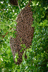 Bienenvolk