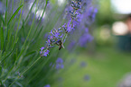 Biene auf Lavendel