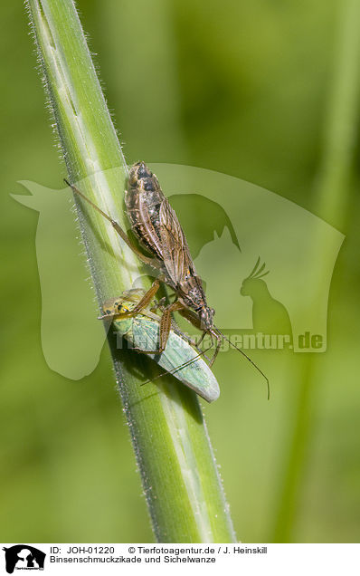 Binsenschmuckzikade und Sichelwanze / leafhopper and damsel bug / JOH-01220
