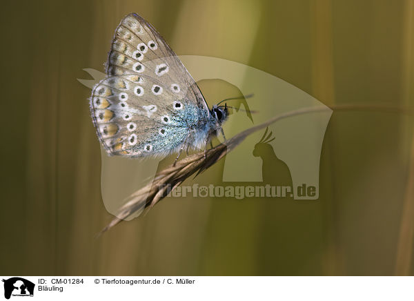 Bluling / common blue / CM-01284