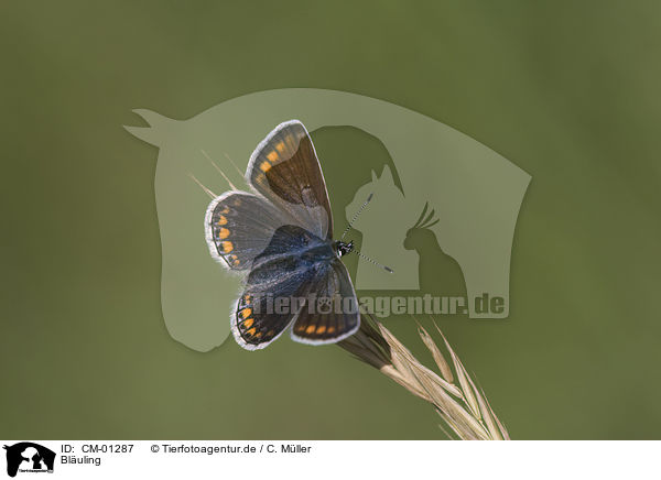 Bluling / common blue / CM-01287