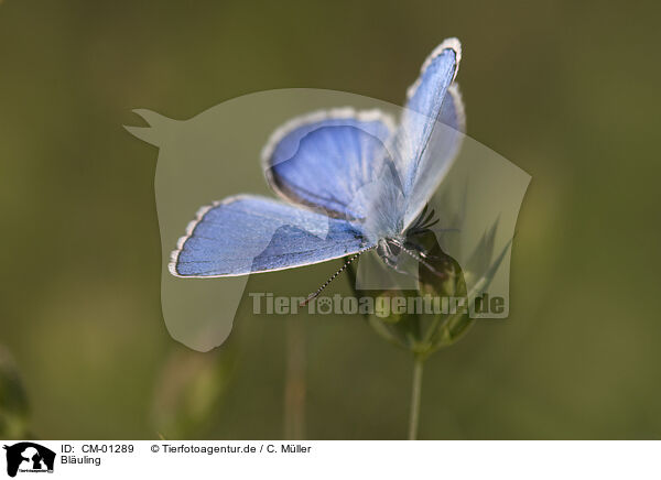 Bluling / common blue / CM-01289