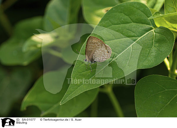 Bluling / common blue / SA-01077