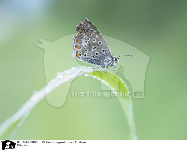 Bluling / Common blue / SA-01088