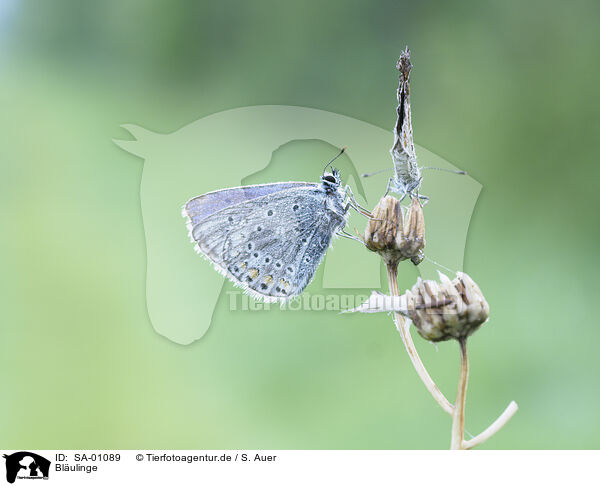 Blulinge / Common blue / SA-01089