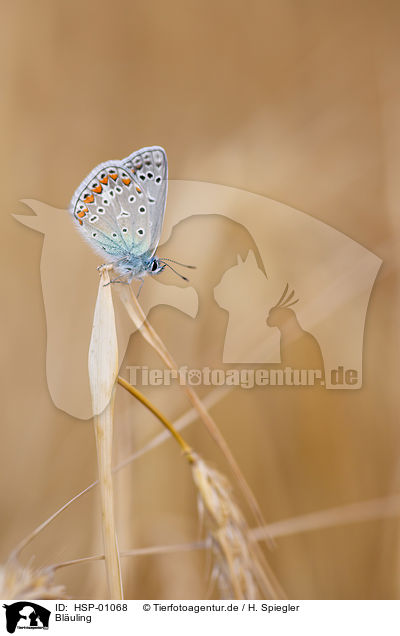 Bluling / gossamer-winged butterfly / HSP-01068