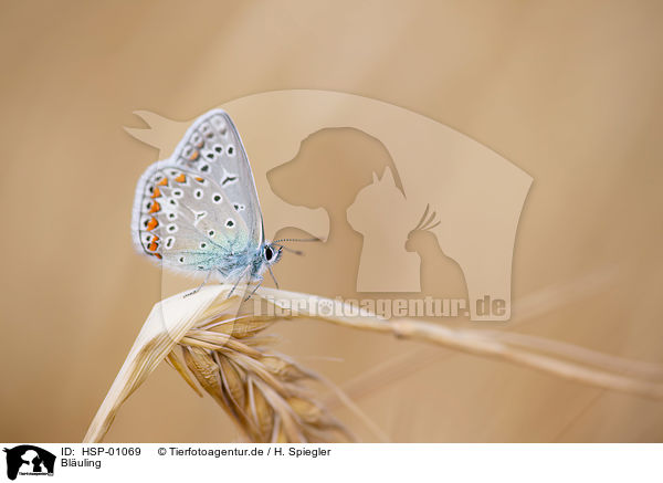 Bluling / gossamer-winged butterfly / HSP-01069