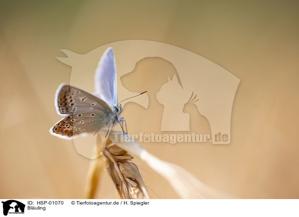 Bluling / gossamer-winged butterfly / HSP-01070