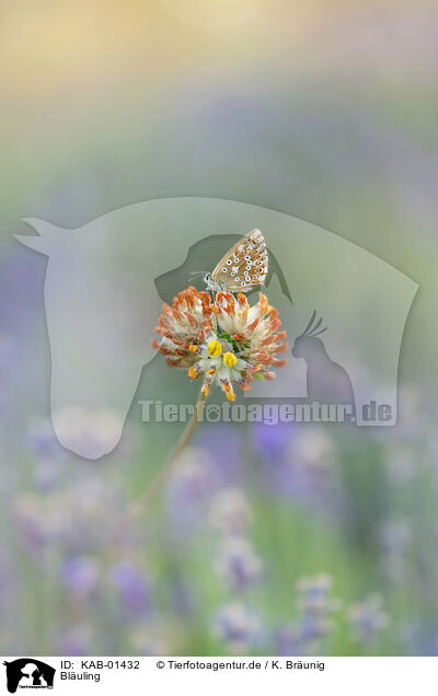 Bluling / gossamer-winged butterfly / KAB-01432