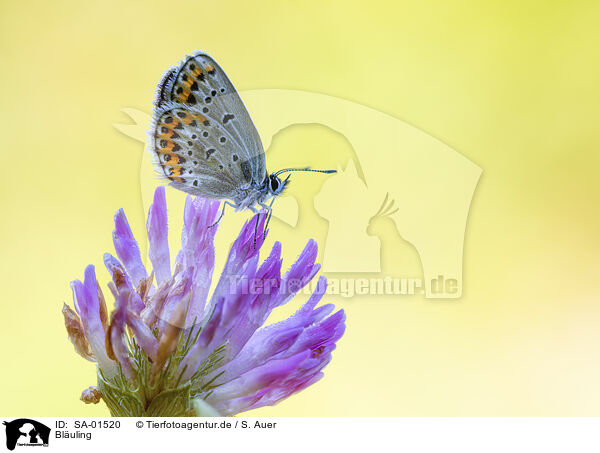 Bluling / gossamer-winged butterfly / SA-01520