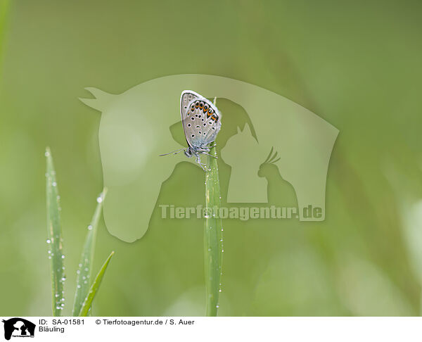 Bluling / gossamer-winged butterfly / SA-01581