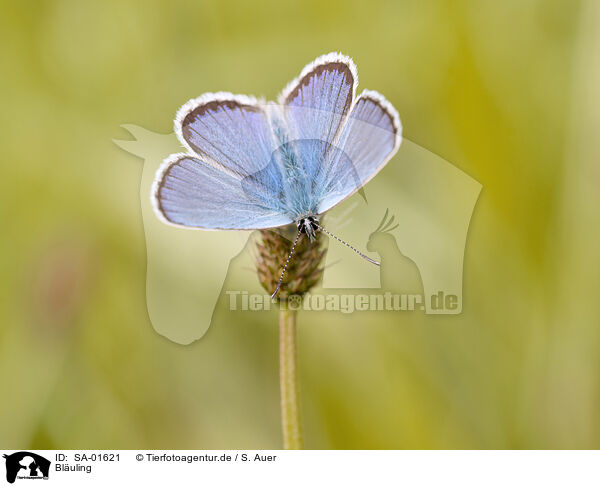 Bluling / gossamer-winged butterfly / SA-01621