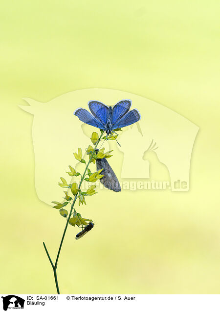 Bluling / gossamer-winged butterfly / SA-01661